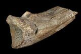 Fossil Crocodile Ungual (Claw) Bone - Aguja Formation, Texas #116650-1